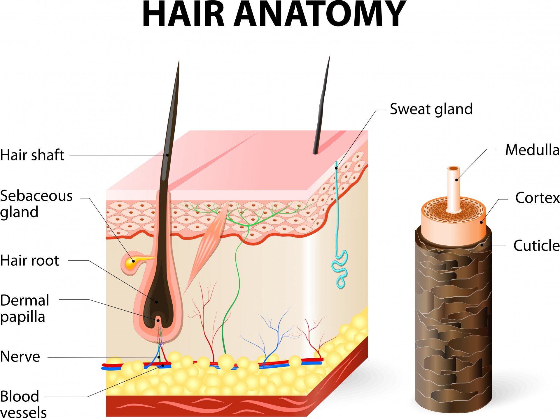 Struktura a anatomie vlasů