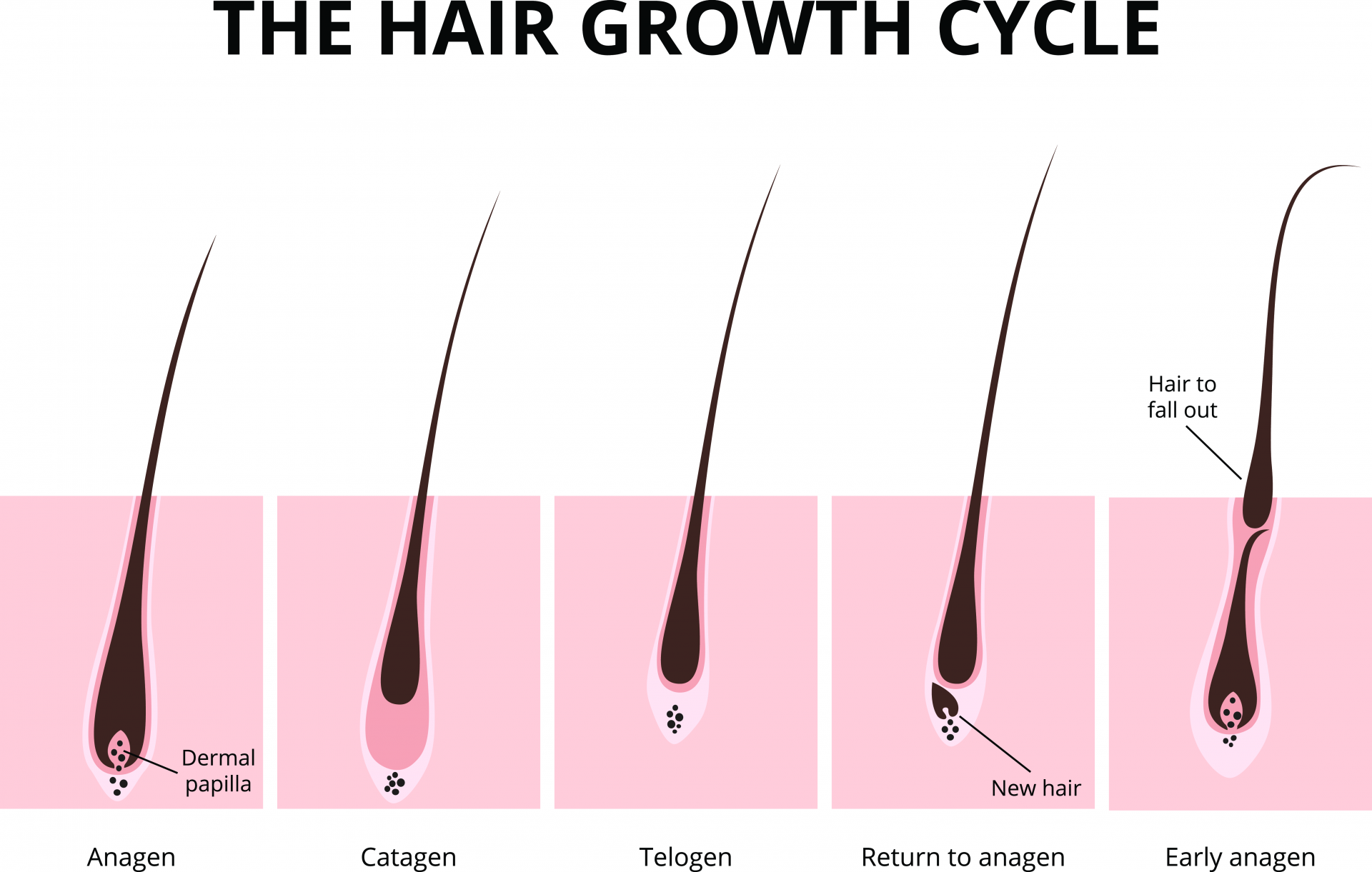 Cyklus růstu vlasu